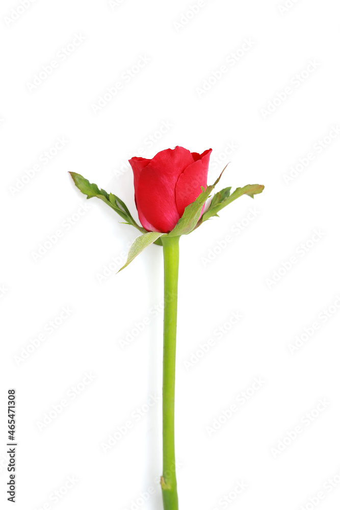 Obraz premium Red rose isolated on white background.