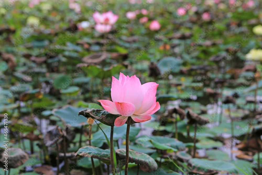 Blooming Pink water lily or lotus flower in the pond ,Thailand Blooming Pink water lily or lotus flower in the pond ,Thailand