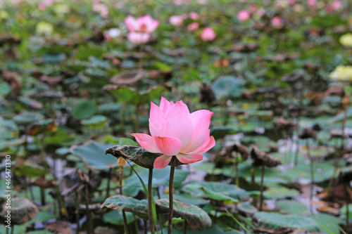 Blooming Pink water lily or lotus flower in the pond  Thailand