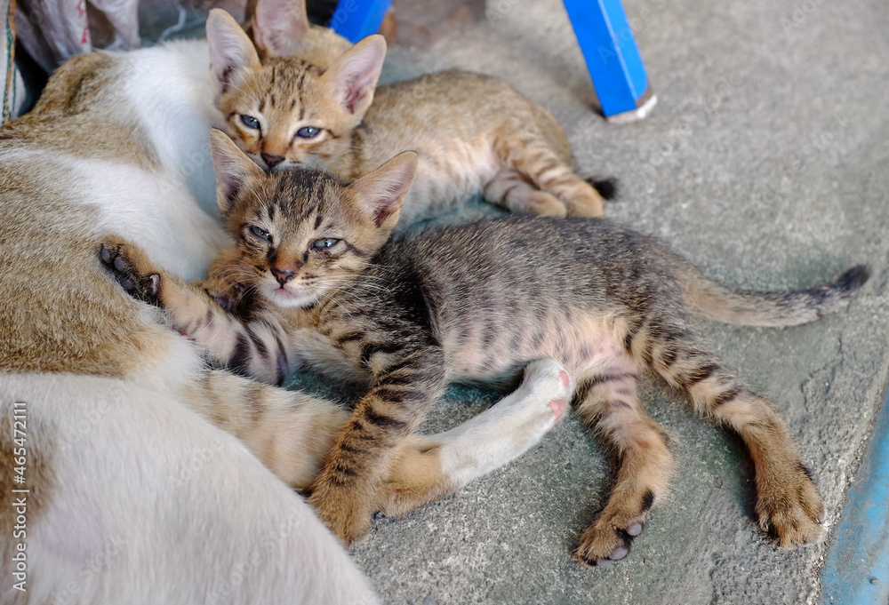 Cat mom and kitten lying on ground Cat mom and kitten lying on ground