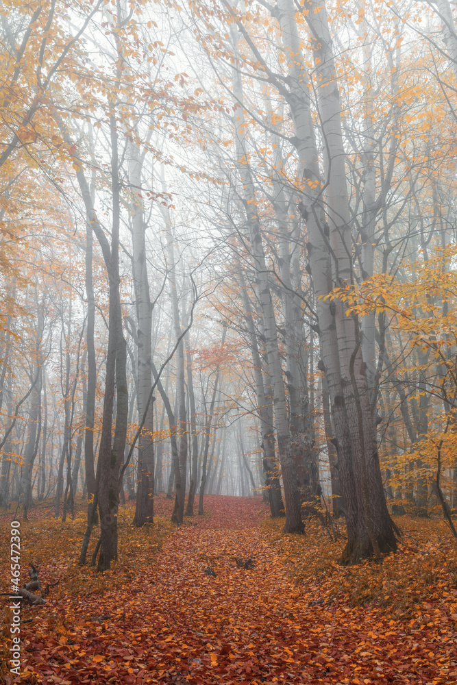 Mysterious autumn foggy forest