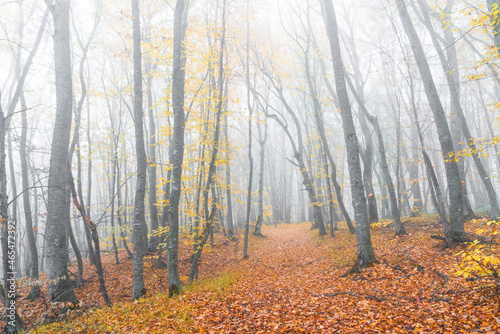 Mysterious autumn foggy forest