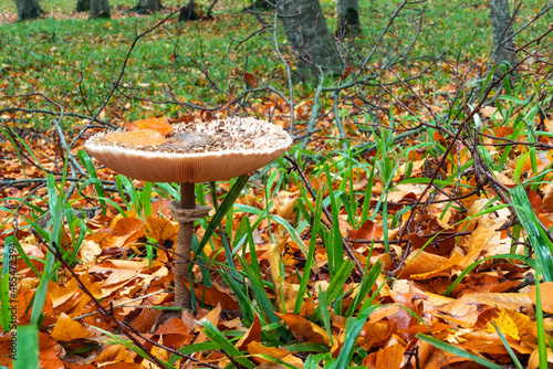 Shaggy Parasol mushroom in a forest. Chlorophyllum rhacodes