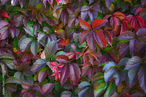 Leaves of wild grapes. Autumn background. Bright multi-colored leaves  red  yellow  green.