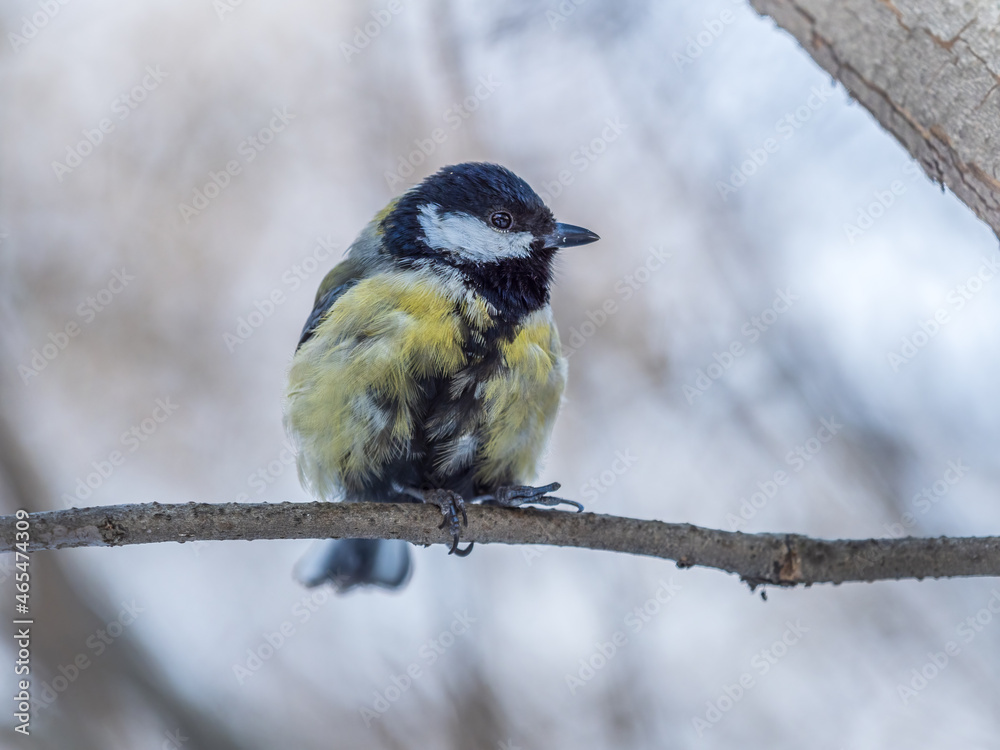 Cute bird Great tit, songbird sitting on a branch without leaves in the autumn or winter. Cute bird Great tit, songbird sitting on a branch without leaves in the autumn or winter.