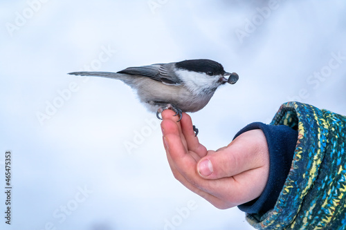 The willow tit eats seeds from a palm of little boy. Hungry bird willow tit eating seeds from a hand during winter