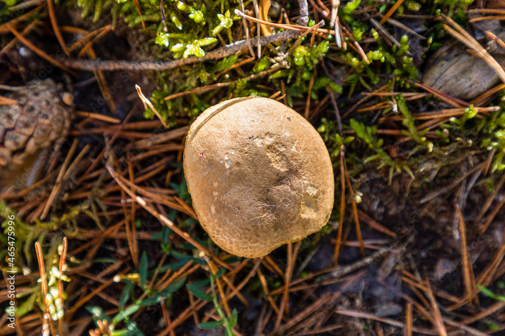 Wild mushrooms growing in the meadows of the Lozoya valley in the Sierra de Guadarrama in Madrid Wild mushrooms growing in the meadows of the Lozoya valley in the Sierra de Guadarrama in Madrid
