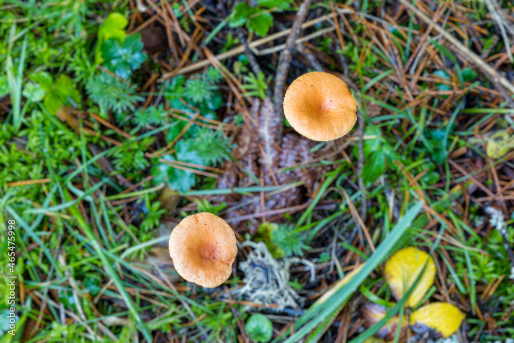 Wild mushrooms growing in the meadows of the Lozoya valley in the Sierra de Guadarrama in Madrid Wild mushrooms growing in the meadows of the Lozoya valley in the Sierra de Guadarrama in Madrid
