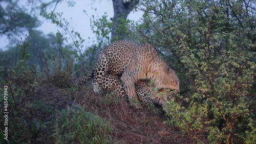 Leopards mating