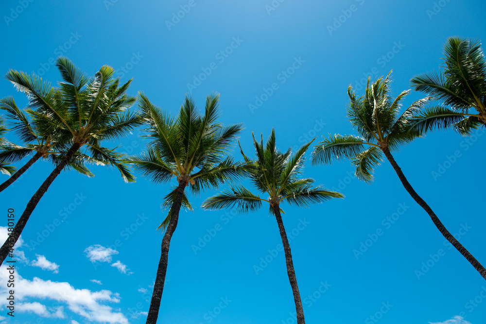 Tropical palm leaf background, coconut palm trees. Summer tropical island, vacation pattern. Palms wallpaper.