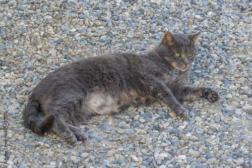 Eine getigerte Katze mit durchdringend grünen Augen tollt im Vorhof herum photo