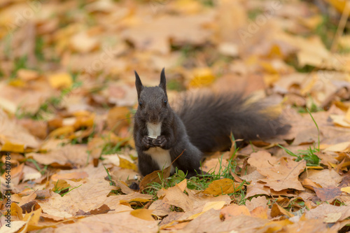black squirrel in an autumn park