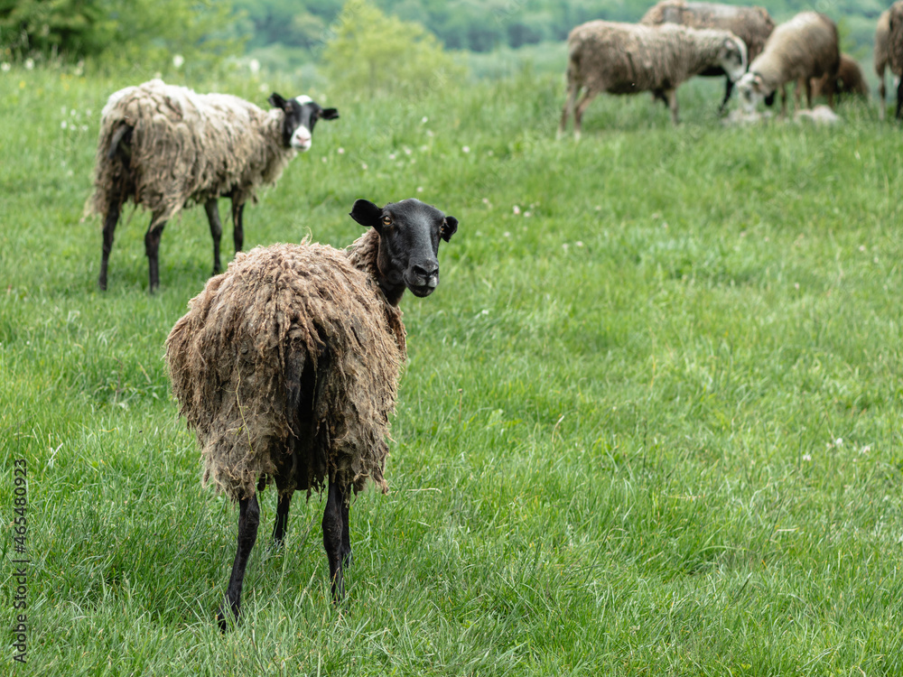 Two sheep with dirty wool standing back to the camera are looking into it. In the background is green grass and other sheep. The concept of animal husbandry. Two sheep with dirty wool standing back to the camera are looking into it. In the background is green grass and other sheep. The concept of animal husbandry.