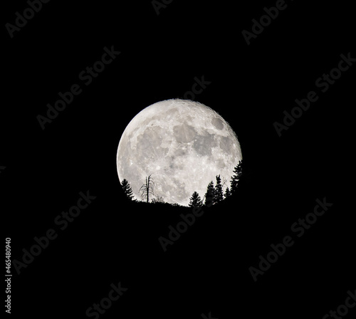 Full moon rising at night above the horizon with tree silhouettes. Details of the moon are visible