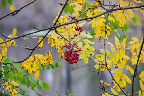 The red rowan berry with green and yellow leaves on the branch. Medical red rowan berries in the autumn. photo