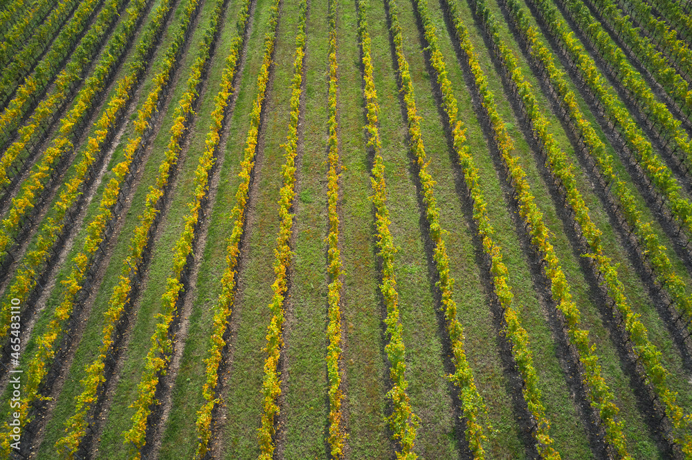 Texture of autumn vineyards in Italy top view. Italian vineyard plantations in the autumn season. Background of green lines. Green striped texture top view. Rows of vineyards aerial view.