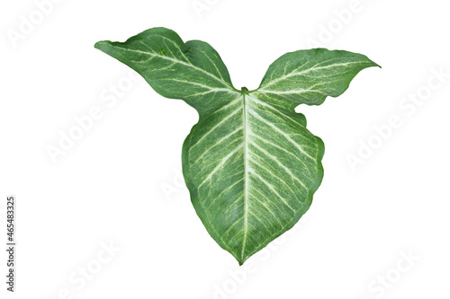 Green leaf of Syngonium podophyllum Schott, Tricolor Nephthytis or Arrowhead isolated on white background included clipping path.