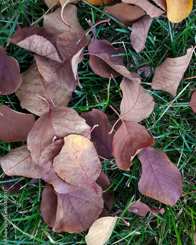 Bright autumn leaves on green grass. Background close up