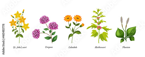 Medicals wildflower set. Botanical blossom herbs and flower for natural treatment