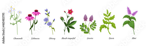 Medicals wildflower set. Botanical blossom herbs and flower for natural treatment
