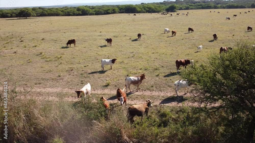 drone view in field with cows drone view in field with cows