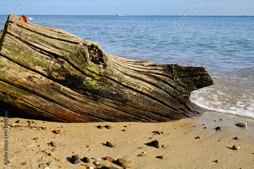 wyrzucony przez morze fragment starego drzewa, a fragment of an old tree thrown by the sea
