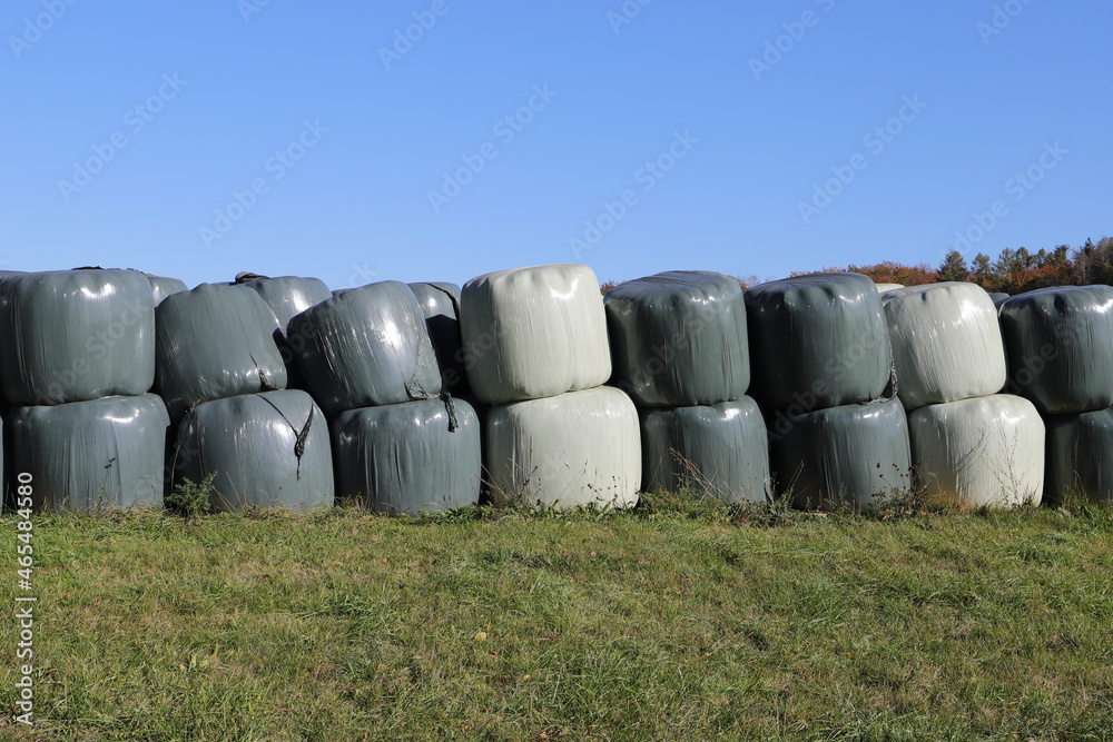 around many white silo bales lie on a meadow around many white silo bales lie on a meadow