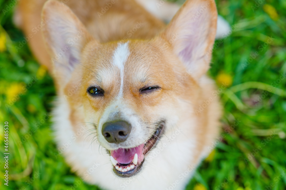 Dog corgi breed looking upwards into the lens of the camera funny winking on a background of green grass Dog corgi breed looking upwards into the lens of the camera funny winking on a background of green grass