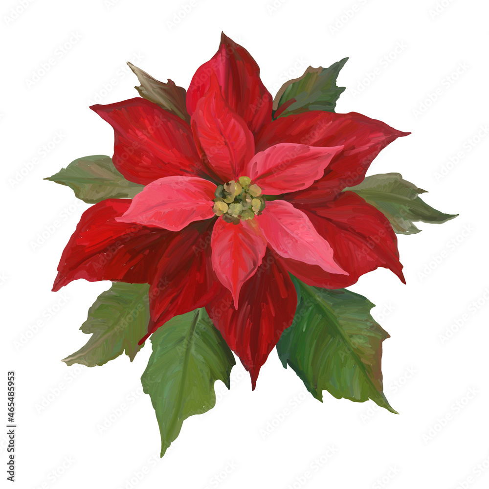 Red poinsettia flower with leaves