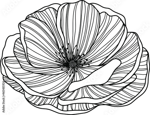 Rose flower isolated on white. Hand drawn line vector photo