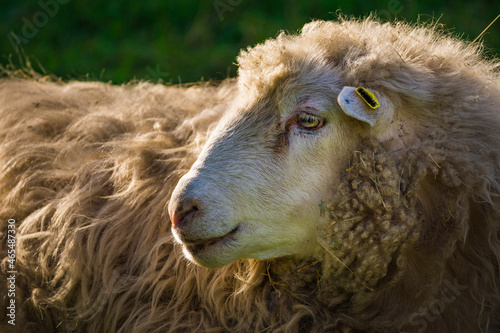 Tierortrait Schaf photo