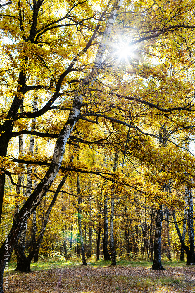Fototapeta premium sun shine through oak yellow leaves and birches