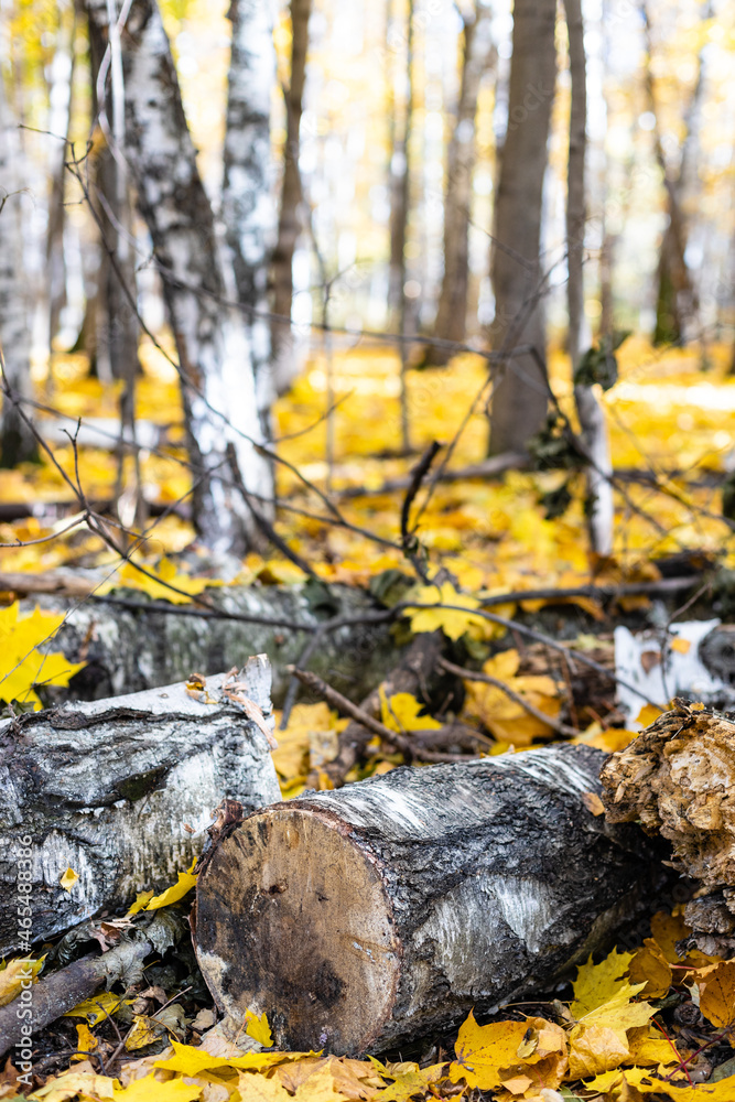 Fototapeta premium sawn birch logs on fallen yellow maple leaves