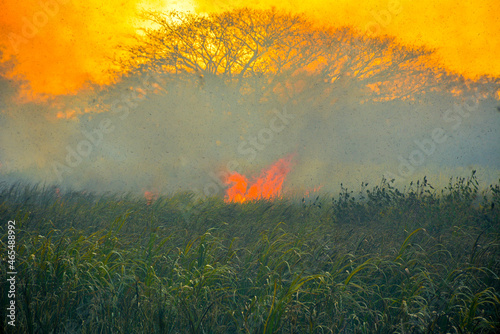 sugar harvest time called zafra