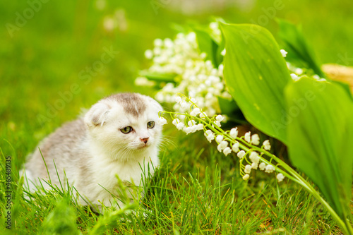 A small fluffy fold kitten sitting on the grass in the garden and nipping a lily of the valley flower on the background of a basket with flowers