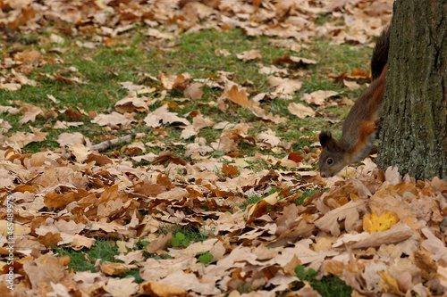 red squirrel is chasing food on brown leaf fall ground floor in central park nature background