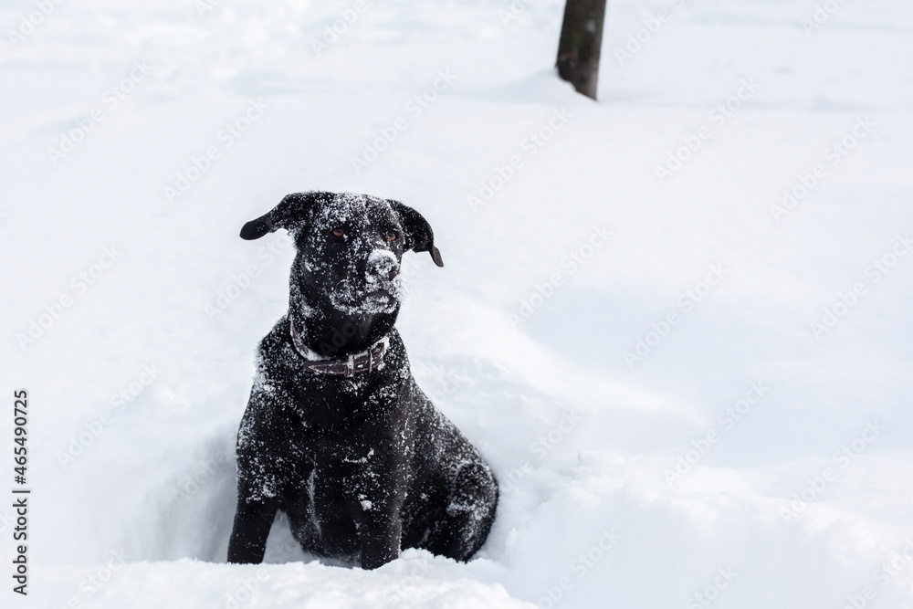 large black labrador retriever dog in winter forest. Large portrait. Snowdrift. Snow. Looks into the camera. Lies in a snowdrift.