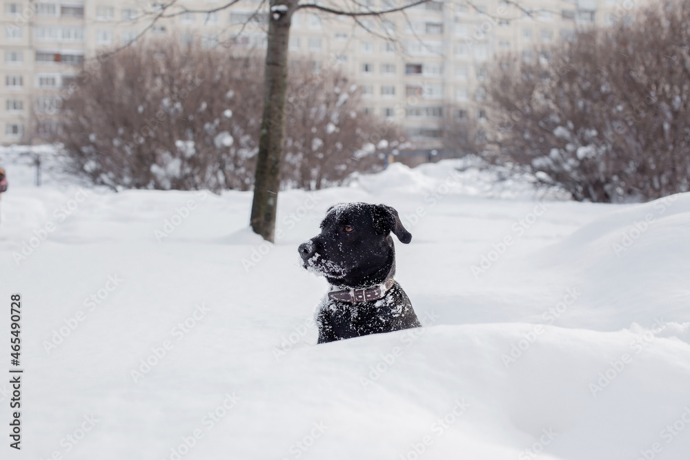 a big black labrador retriever in the winter forest. A large portrait. Snowdrift. Snow. Looks at the camera. Lying in a snowdrift. snow on the head