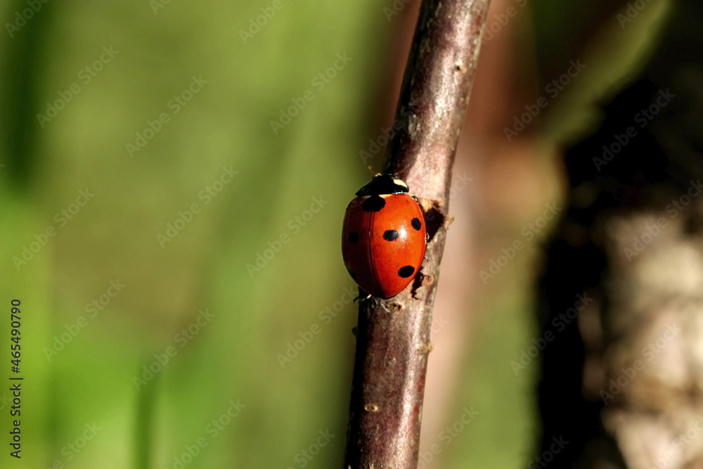 Obraz premium ladybug , a bright red beetle with black dots moves along a wooden branch with green leaves