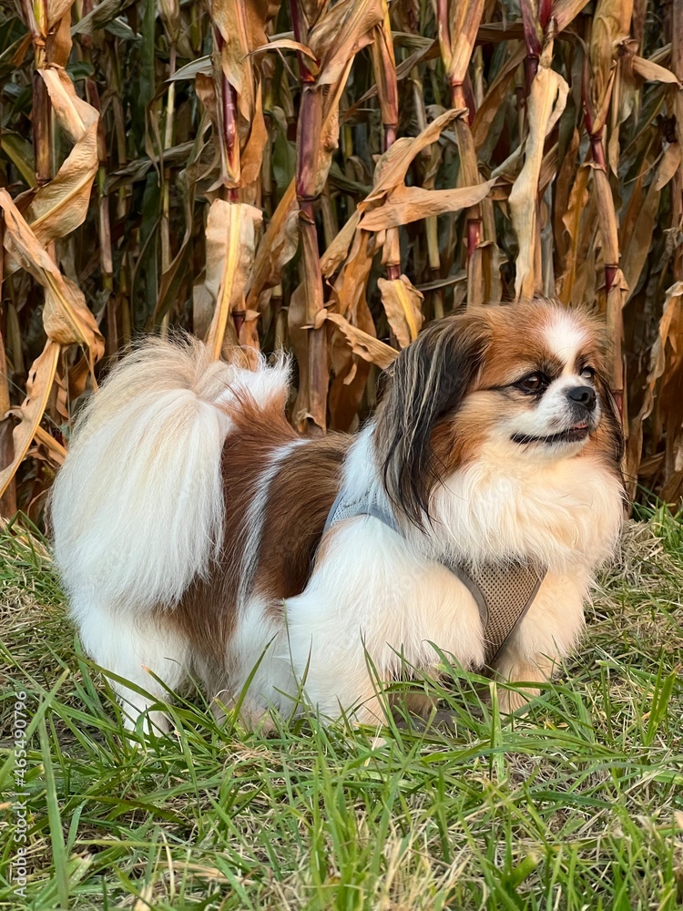 Herbststimmung - Kleiner Hund steht an einem Maisfeld und beobachtet sein Umfeld. Er freut sich über das schöne Herbstwetter und genießt den Spaziergang.
Tibet Spaniel, Haustier, Landleben, Autumn