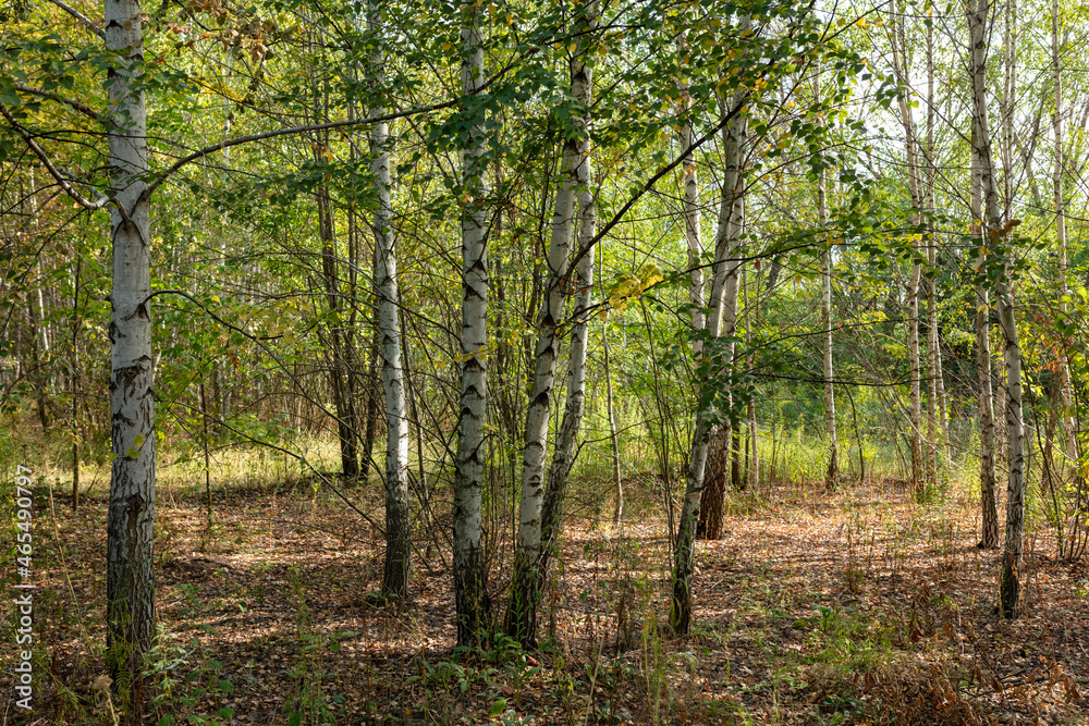 Obraz premium Forest with birches in summer.