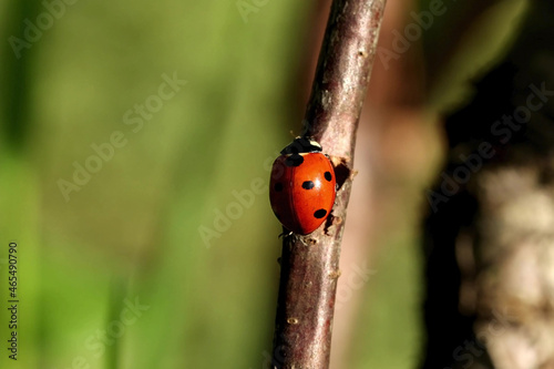 ladybug , a bright red beetle with black dots moves along a wooden branch with green leaves