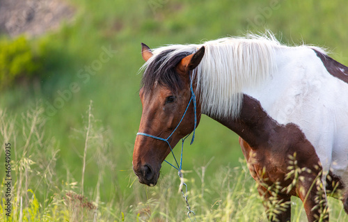 Horse portrait in summer pasture.