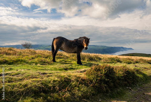 Wild pony grazing on Bossington Hill, Exmoor, Somerset, south west England photo