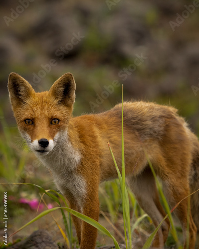 Fox on the island Iturup, Russia  photo