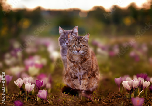Canvas Print two cute striped cats walk in the spring garden among the flowers of purple croc