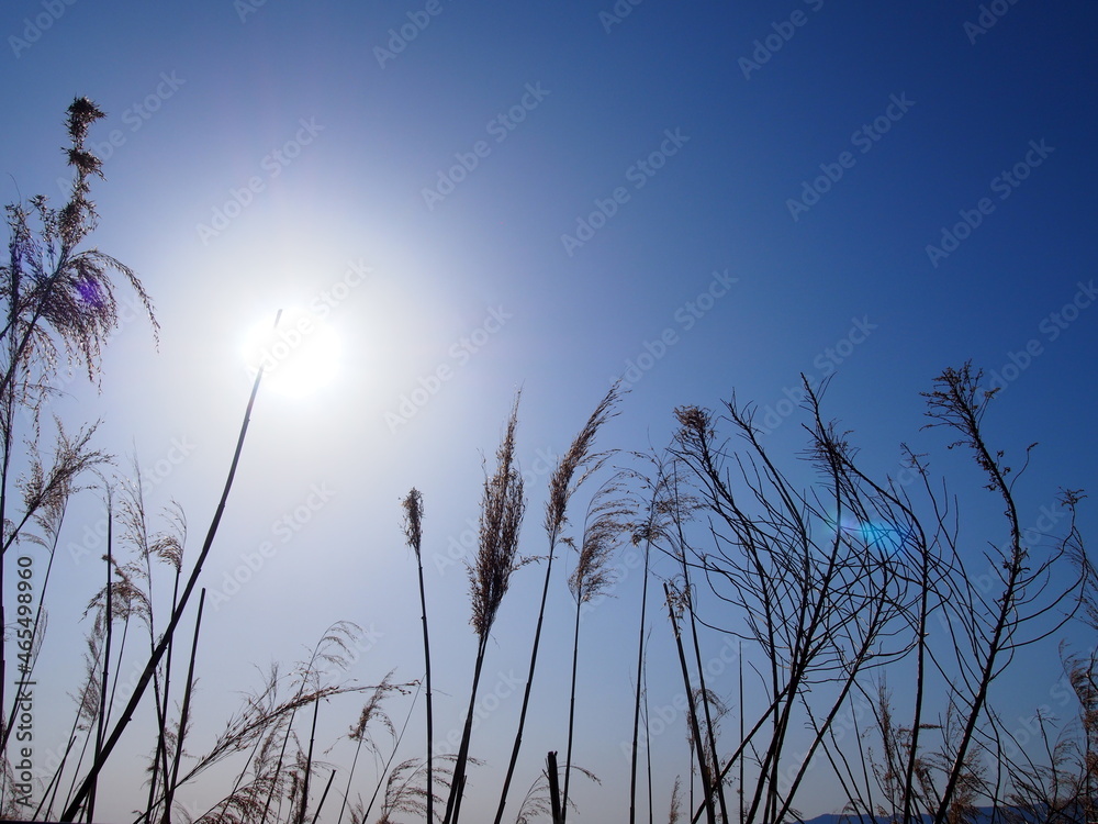 Obraz premium 空と雑草