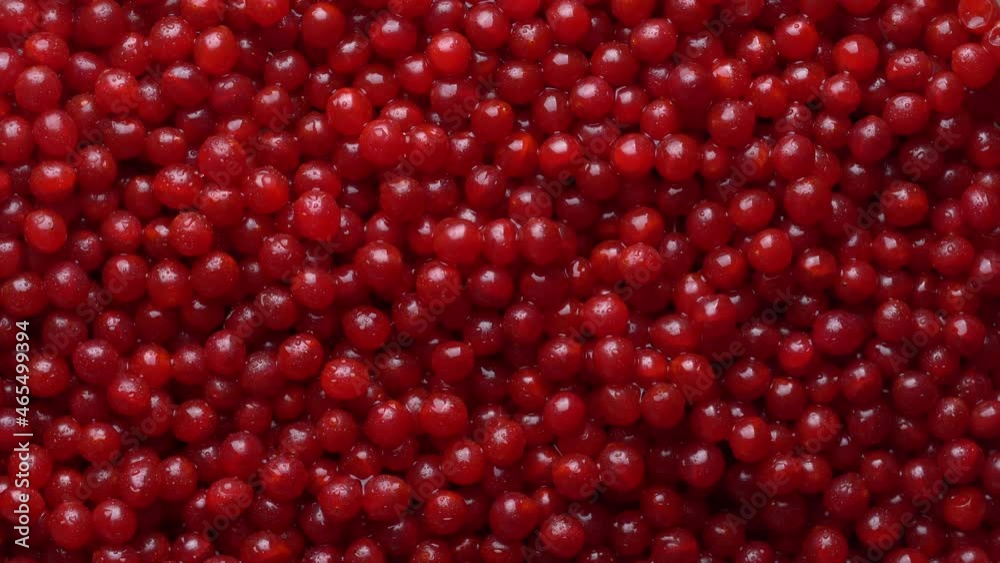 Harvest the red viburnum or guelder rose, close up, top view. Beautiful texture with red berries on viburnum background, rotates