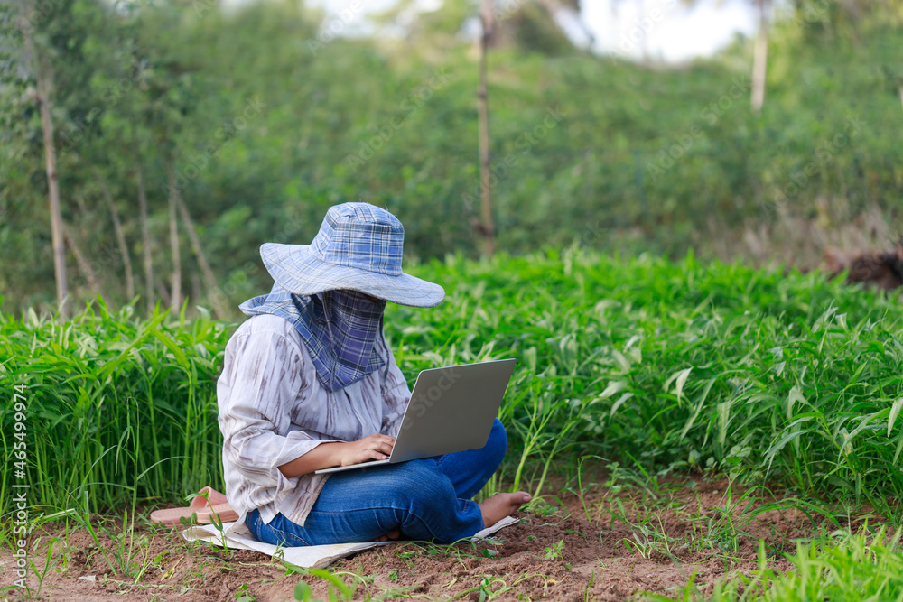 Thai farmer is using a laptop computer in a fresh morning glory vegetable farm, organic healthy food and technology concept, select focus shallow depth of field Thai farmer is using a laptop computer in a fresh morning glory vegetable farm, organic healthy food and technology concept, select focus shallow depth of field