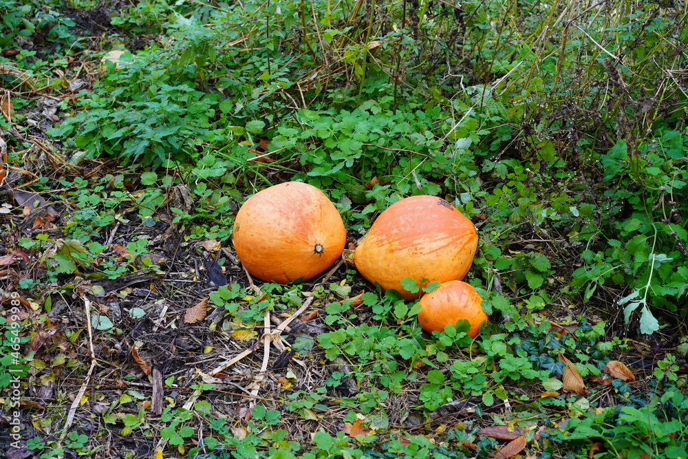 Drei orangefarbene Kürbisse auf einem Feld Drei orangefarbene Kürbisse auf einem Feld